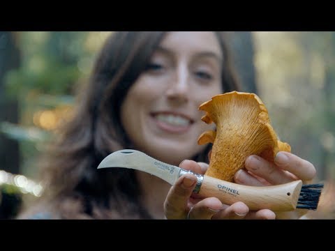 From Forest to Table: The Tool I LOVE When Foraging Wild Mushrooms